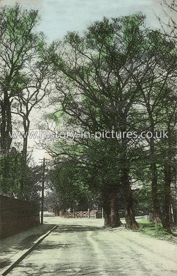 Palmerston Road, Buckhurst Hill, Essex. c.1912